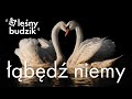 Leśny budzik - Łabędź niemy