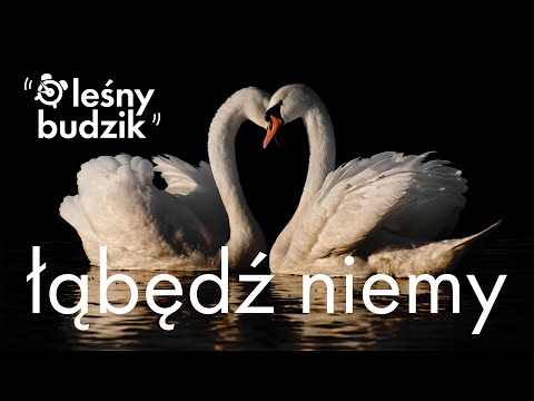 Wideo: Do Jakich Ptaków Należy łabędź?