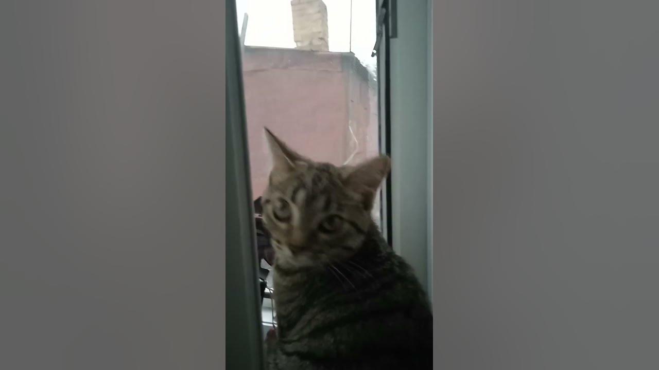 мау мау - YouTube