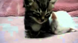 Кошки. Приколы. Котята засыпают. Кошки. Приколы. Котята засыпают.