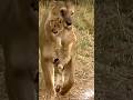 Lioness love and care for her cub's#lion #shorts