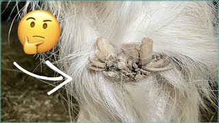 Trimming a Draft Horse: Ergots, Chestnuts, and Hooves #horse #asmr #farrier #satisfying