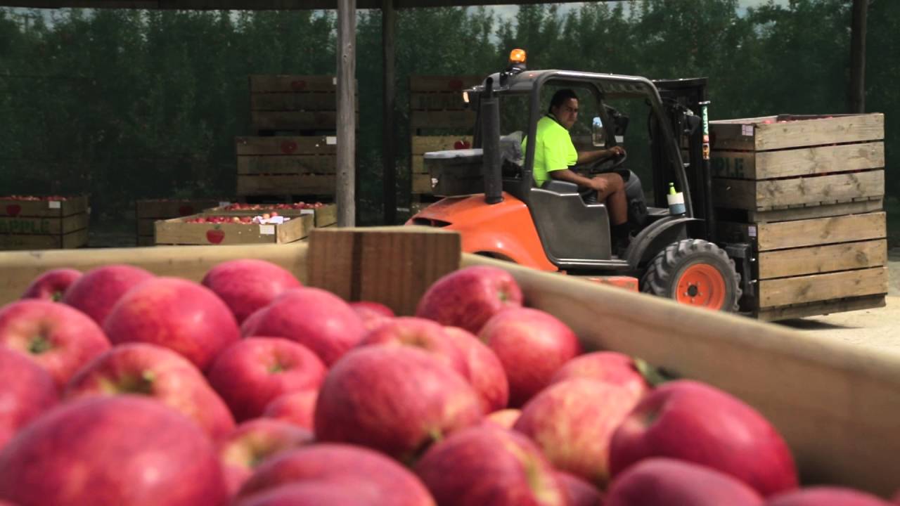 Pipfruit NZ - Harvest Your Future - Tennyson Kemp