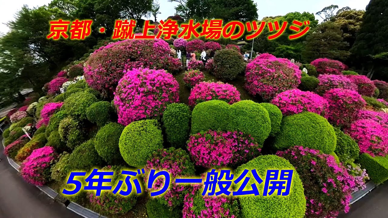 京都市東山区「蹴上浄水場のツツジ」5年ぶり公開【4K動画】（2024年4月