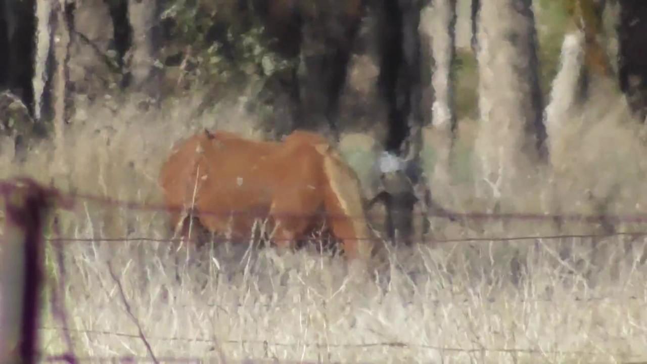 On Horses and Kangaroos 🐎 YouTube