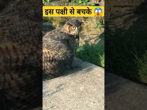Injured owl vs