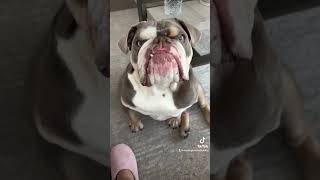 Every day. #dog #dogsofyoutube #englishbulldog #funny #funny #puppy #happy