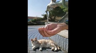 城ヶ島猫 Youtube 城ヶ島猫 Youtube