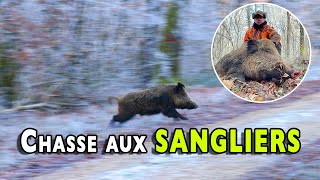 Wild boar hunting in the forest of Arc en Barrois