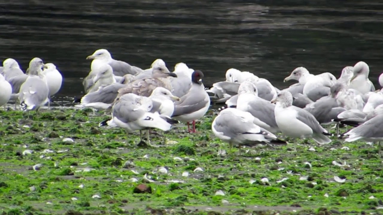 Swallow-tailed Gull 