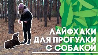 Лайфхаки для прогулки с собакой Лайфхаки для прогулки с собакой