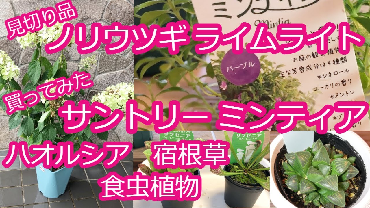 購入品 見切り宿根草 激安ピラミッドアジサイ ハオルシア サントリーミンティア サラセニア Youtube 購入品 見切り宿根草 激安ピラミッドアジサイ ハオルシア サントリーミンティア サラセニア Youtube