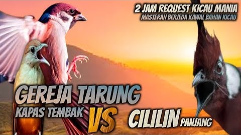 KOMPLIT FULL HOREG!!! GEREJA TARUNG KAPAS TEMBAK VS CILILIN PANJANG || MASTERAN MURAI BATU CENDET CI