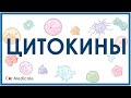 Цитокины: интерлейкины, интерфероны, факторы роста, факторы некроза опухоли - кратко | Иммунология