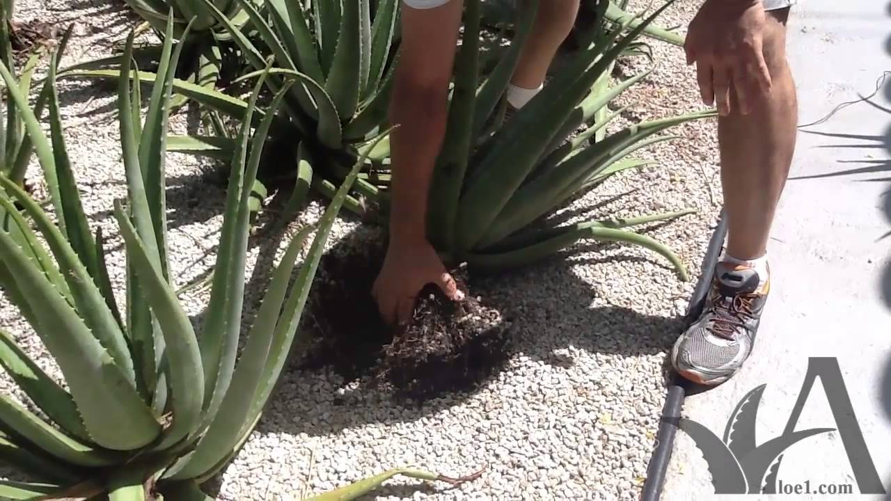 Aloe Vera Growing New Roots Youtube