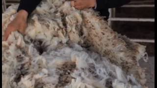 Sydney Royal Sheep & Fleece Show - Merino Fleece Judging Competition