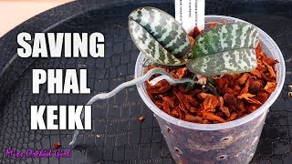 Separating sick Phalaenopsis Orchids from healthy keiki