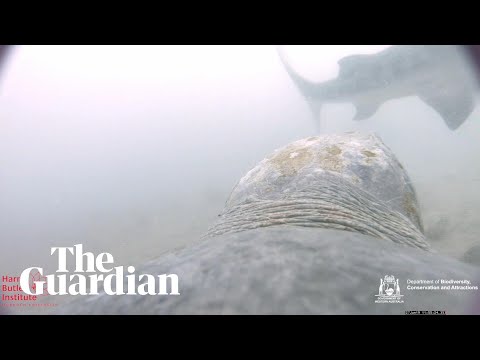 Sea turtle defends itself from tiger shark attack off Western Australia coast