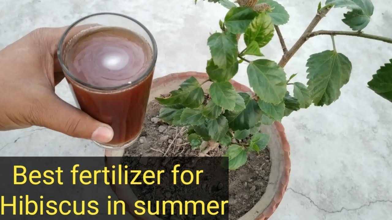 best-fertilizer-for-hibiscus-in-summer-youtube