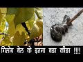 Why Be careful before using Giloy's vine || गियोय की बेल का कीड़ा || Giloy Bel ka upyog in hindi