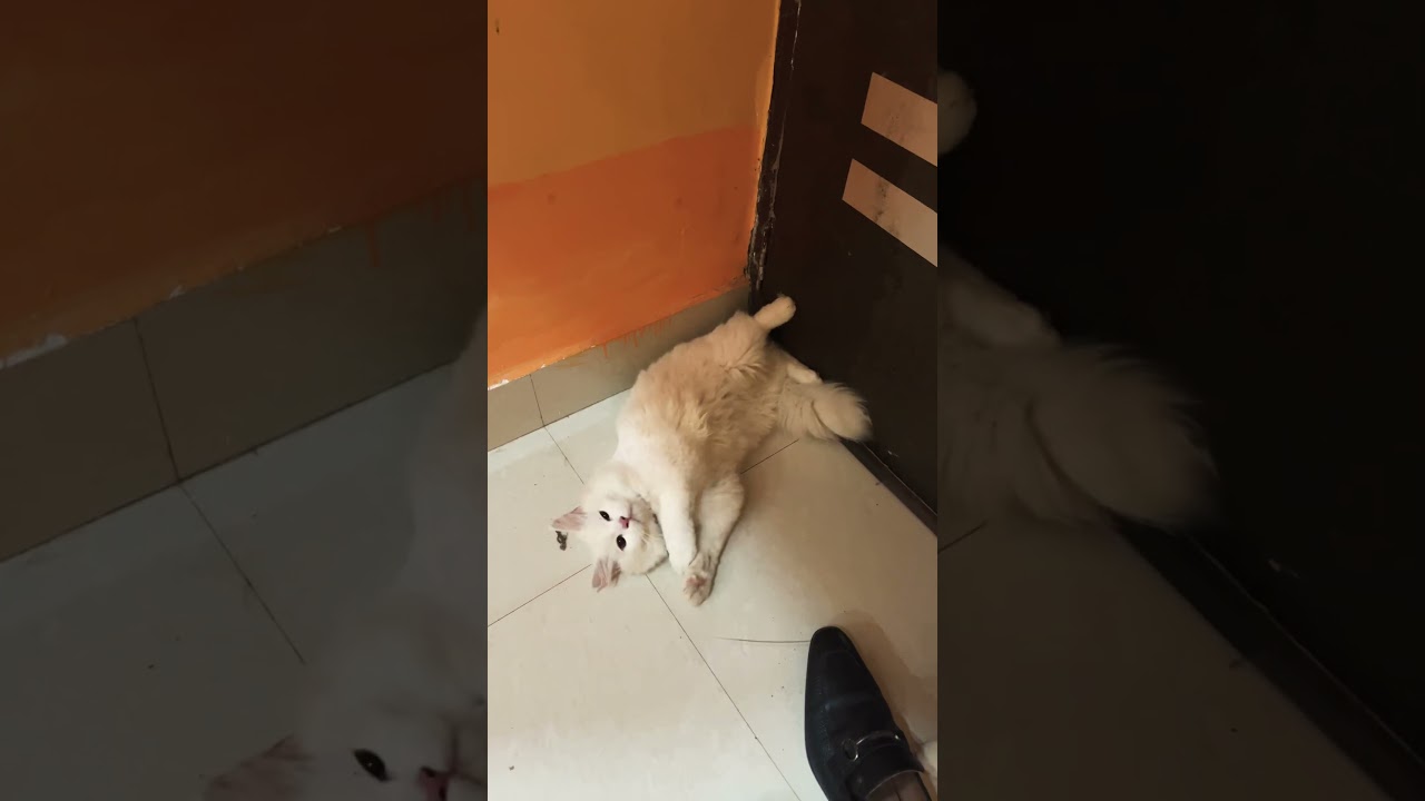 3 Reasons to get a cats❤️🤗 