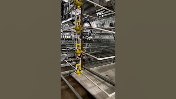 A Type Automatic Battery Layer Cage With Egg Collection