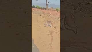 Sabke Sppno Ki.....monkey Baby Video