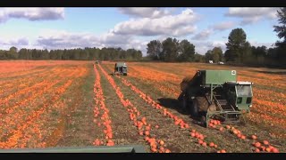 World Incredible Modern Agriculture,Tractor Ventrac  Cut  Pumpkin