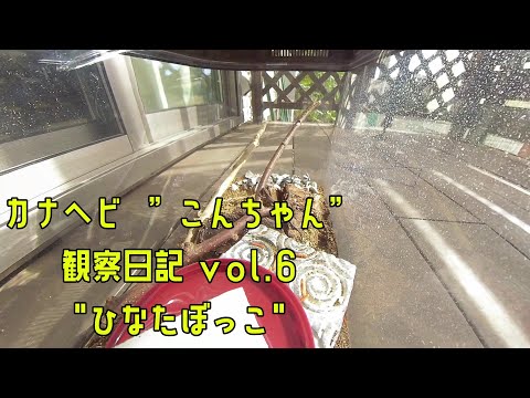 かなへび”こんちゃん”観察日記vol.6 「ひなたぼっこ」　#カナヘビ #insta360oneR #爬虫類 #とかげ