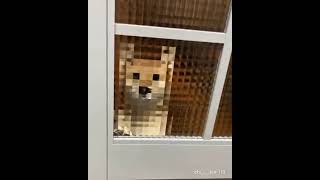 dog 8 bit  #trending#memes#trend#content#working#motion#graphic#work#mem#tik#tok#tiktok#