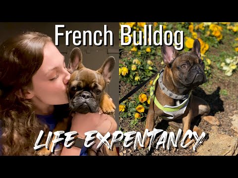 How To Increase Your French Bulldog's Life Expectancy