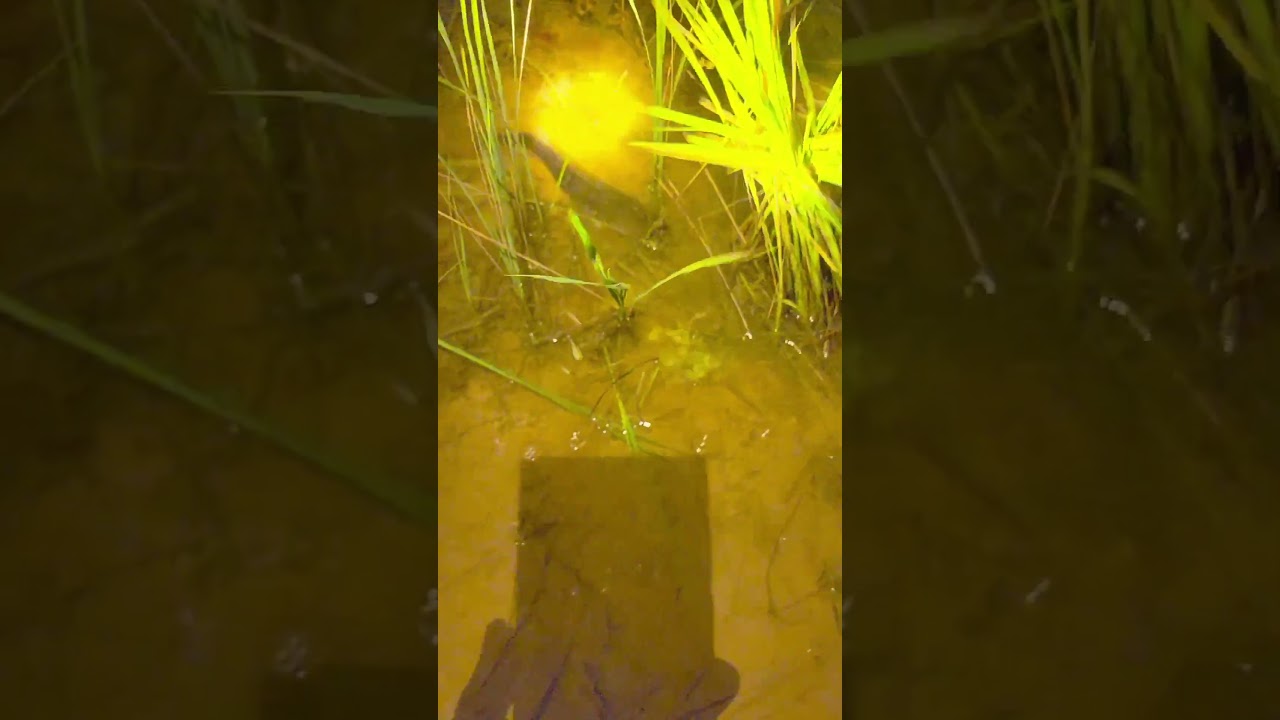 How to put fish paste # fish 