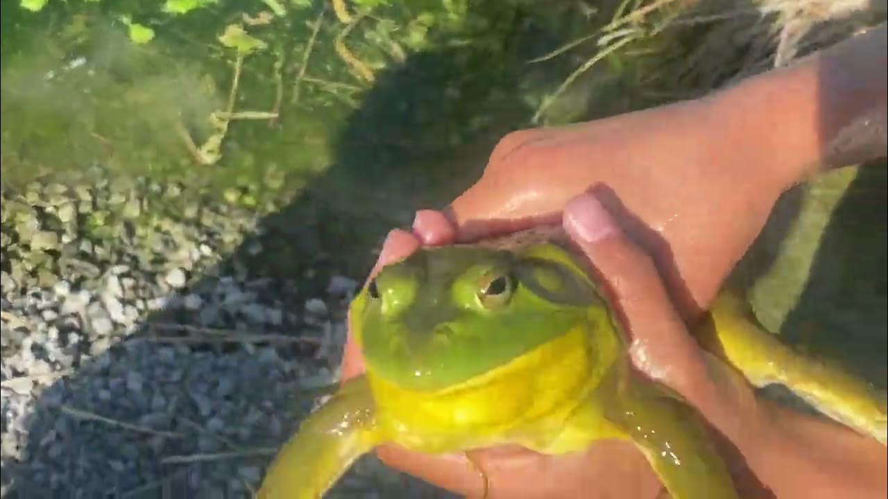 me catching a bullfrog at my neighbourhood pond YouTube