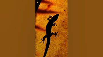 Lizard sounds (Lizard Sound at night)