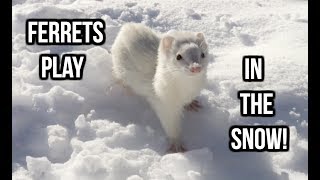 Ferrets Play In The Snow For The First Time!