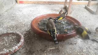 من قلب سلاكتي يستحم اجمل طائر و كانك في الطبيعة 2020 Bathing the goldfinch