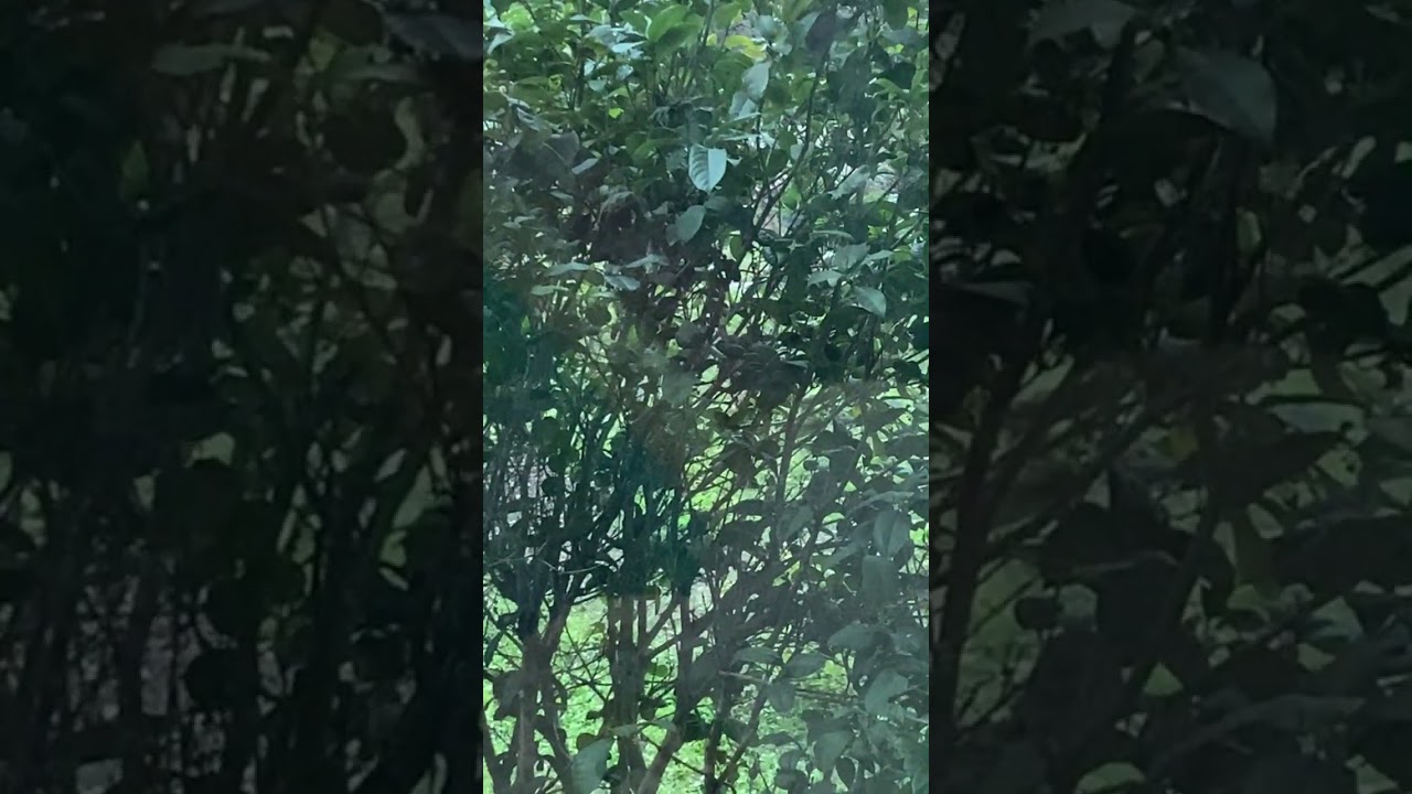 Outside view green garden 