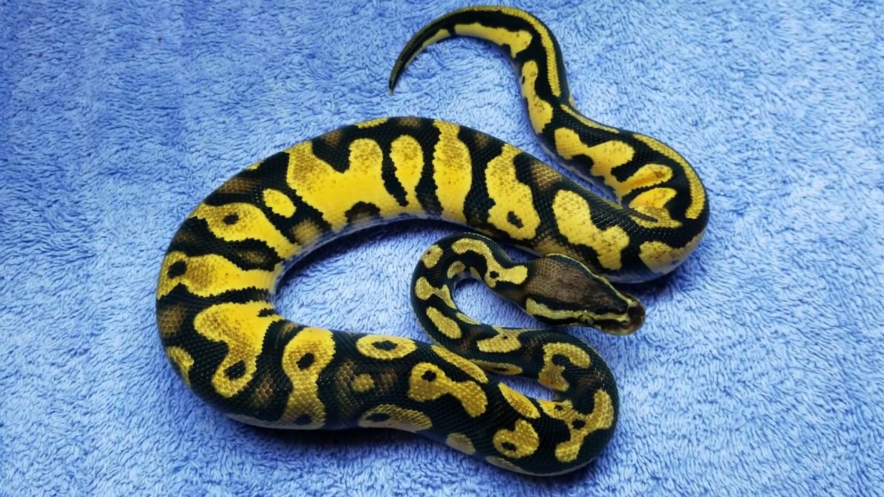 reptile lovers live with 80 snakes Yellowbelly Pastel GeneX het Pied