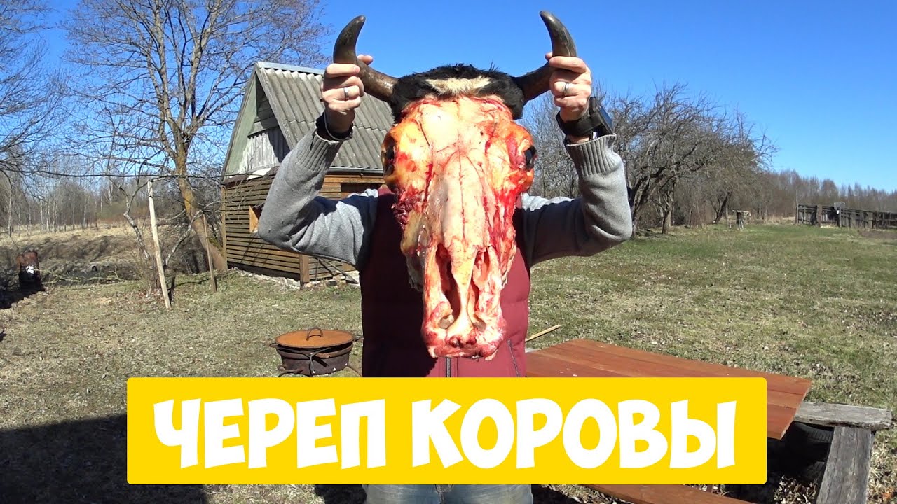 Череп коровы ► Очищаем череп от мяса.