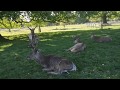 Deer at Bushy park