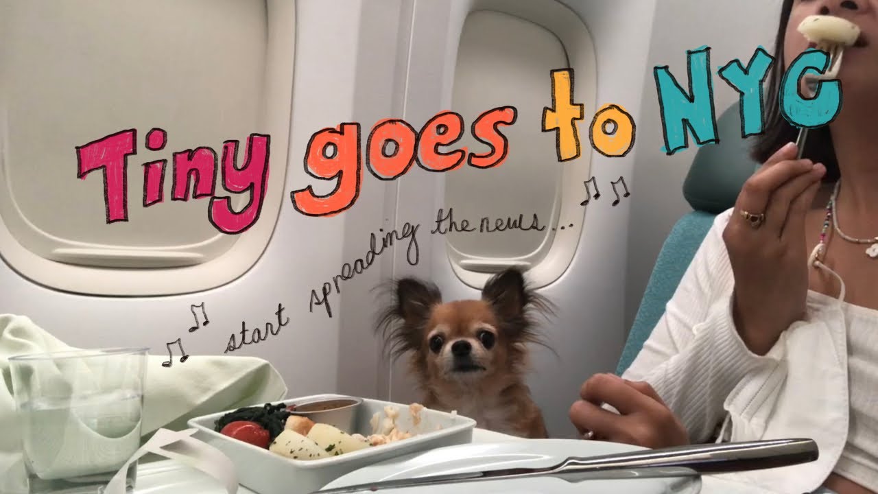 Крошка едет в Нью-Йорк ✈️