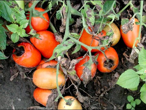 Vidéo: Maladies Bactériennes De La Tomate: Cancer Bactérien, Tache Noire