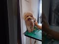 good boy while trimming his hair 😁