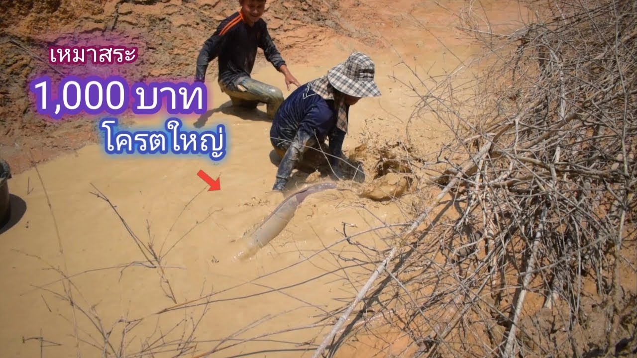 เหมาสระ 1,000 บาท ไม่เคยเจอปลาตัวใหญ่ขนาดนี้ มาได้ยังไง / บ้านนอก EP.464