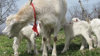 Козы и козлята. Наши методы содержания и разведения. Козы и козлята. Наши методы содержания и разведения.