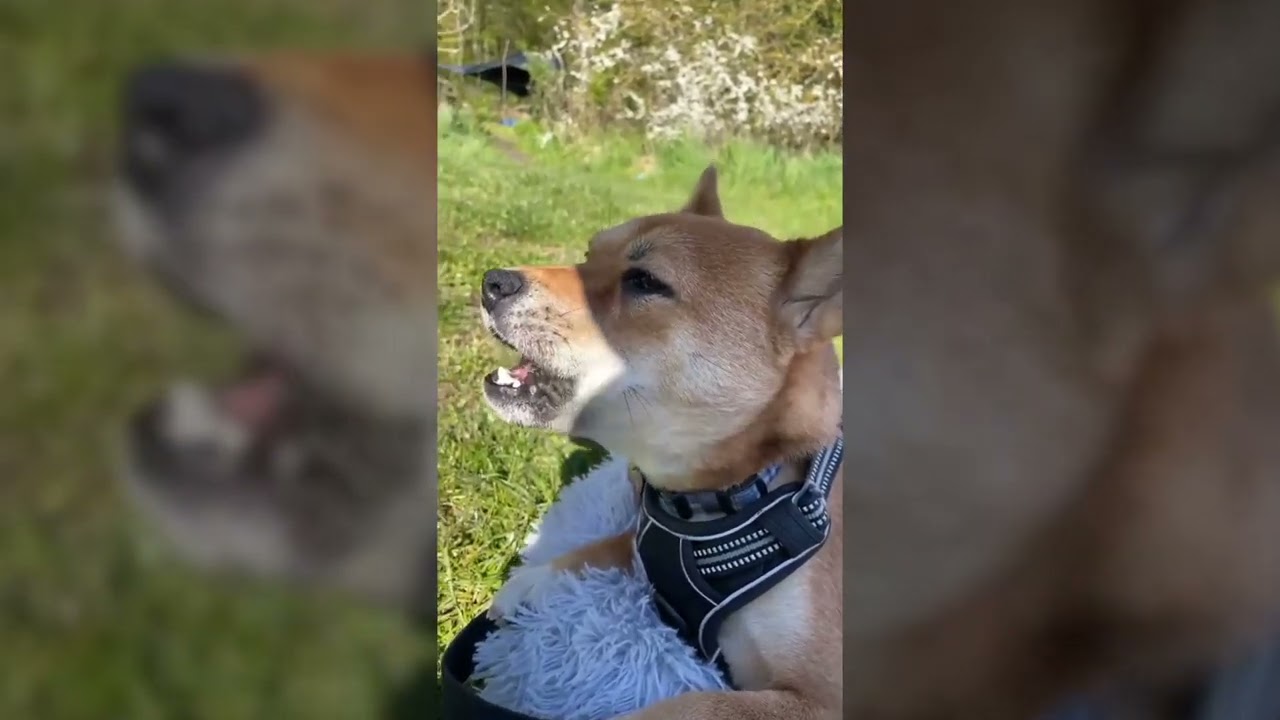 Smag Decrement ske Månedens Hund: »Foxy, den højthylende Shiba Inu fra Viborg« - Coolshop