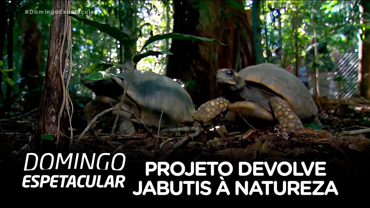 Projeto devolve jabutis à natureza