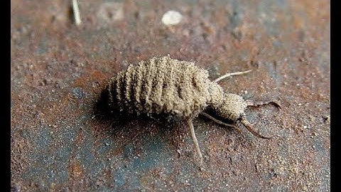 Con Cút Cụt Đuôi