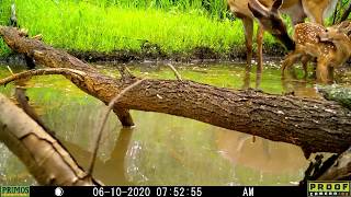 Fawn - June 10, 2020 screenshot 5