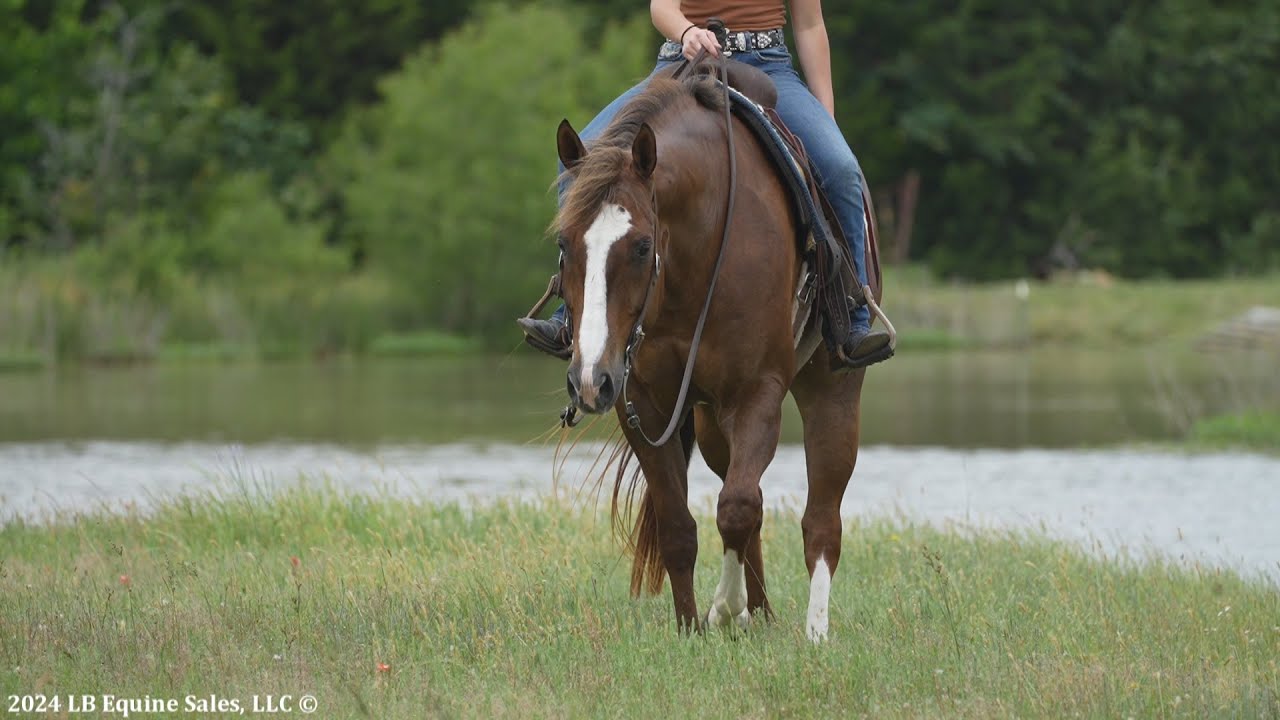 "Definately My Hotrod" SAFE and FUN super broke AQHA AllAround Gelding SOLD YouTube